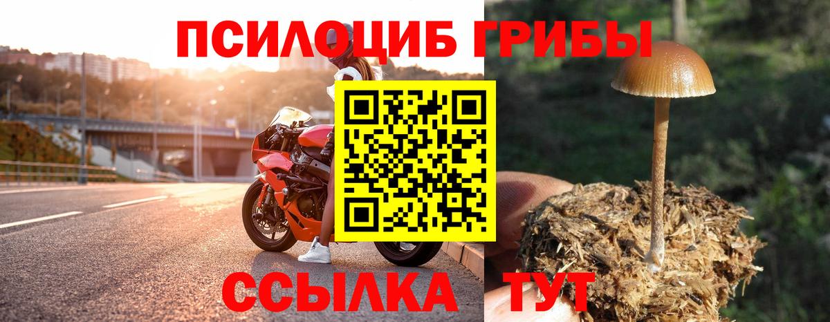 Чистополь  Галлюциногенные грибы Psilocybe  Вход с VPN 